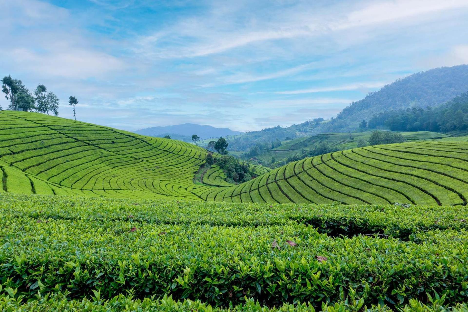 Arya Treetops And Tea Trails By Veo - Part Of Stayvista Darjeeling (West Bengal) Exterior foto